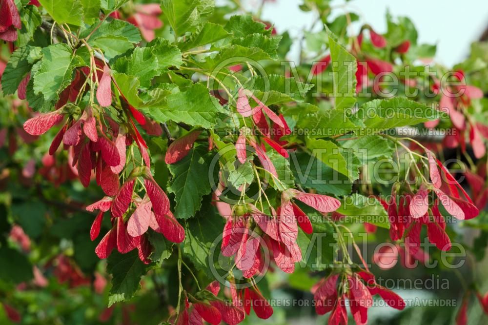 Acer Hot Wings aka Garann (Tatarian maple) 8
