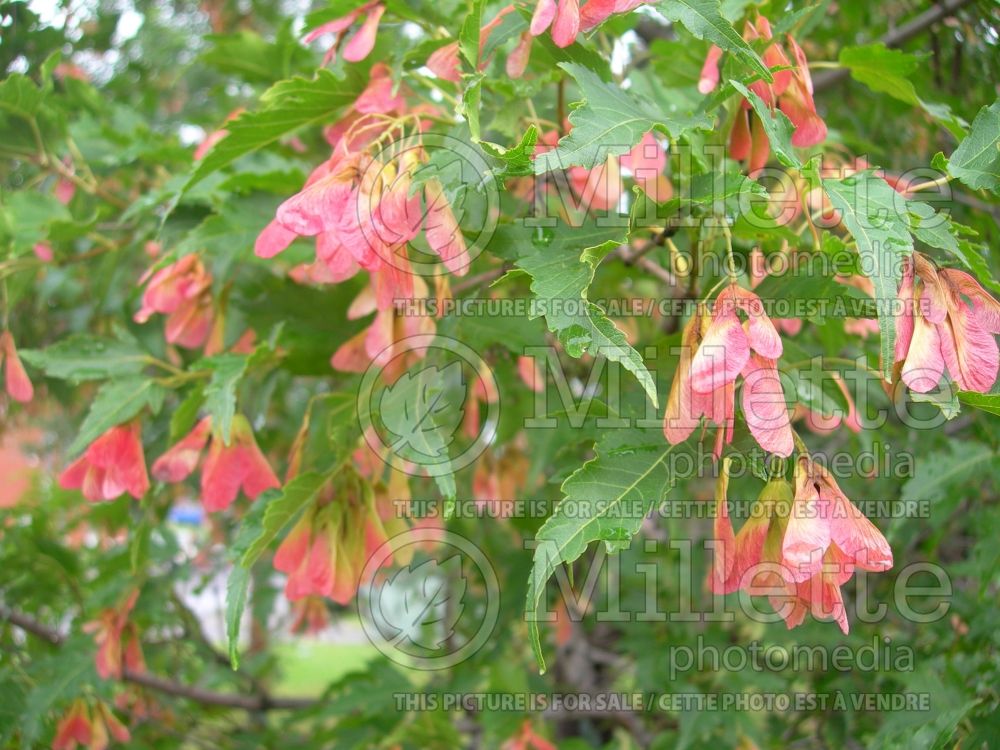 Acer ginnala (Amur Maple) 3 