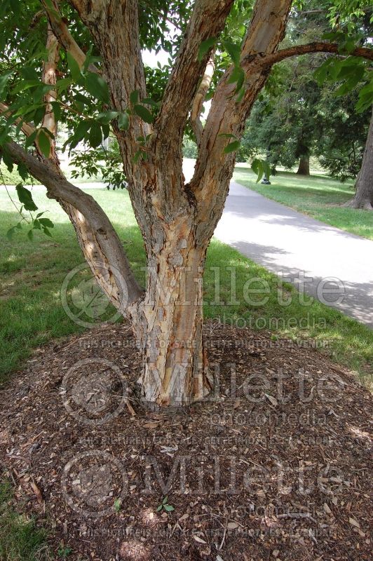 Acer triflorum - Bark (three-flowered maple) 2 