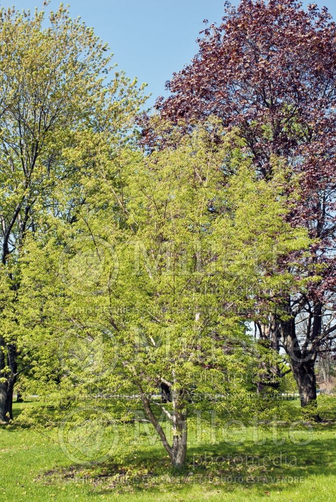 Acer triflorum (three-flowered maple) 1 