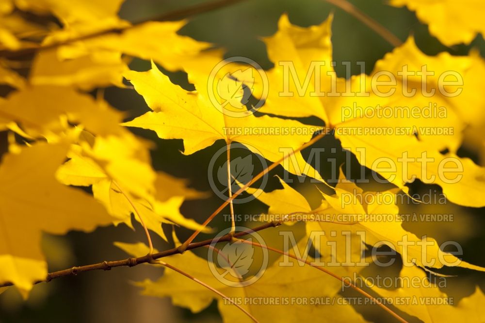 Acer truncatum (Shangtung maple)  4