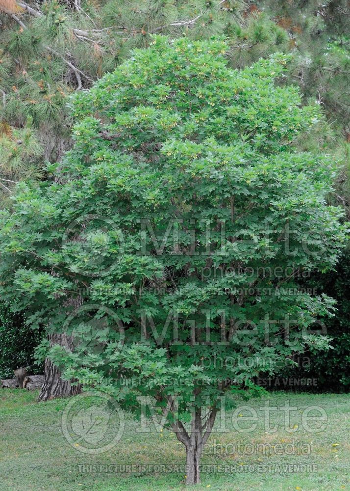 Acer truncatum (Shangtung maple)  2