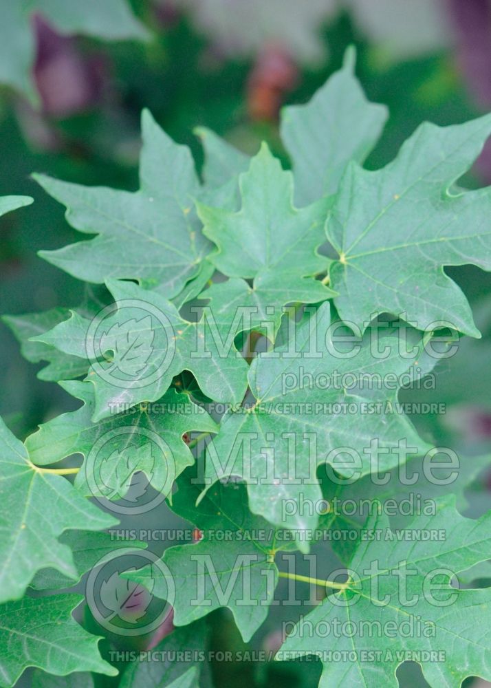 Acer truncatum (Shangtung maple)  1