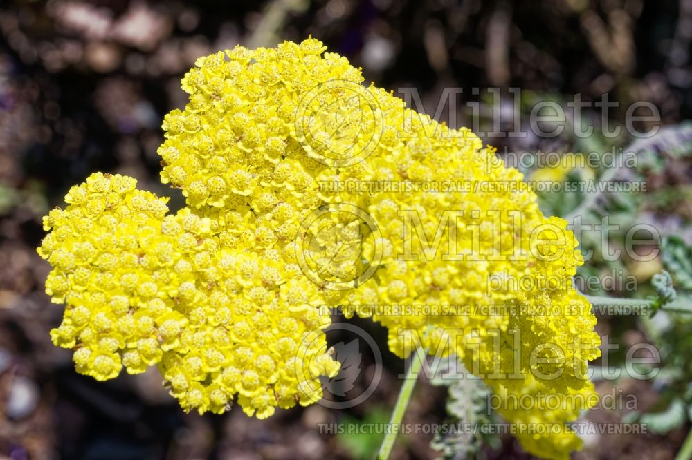 Achillea Moonshine (Yarrow) 10 