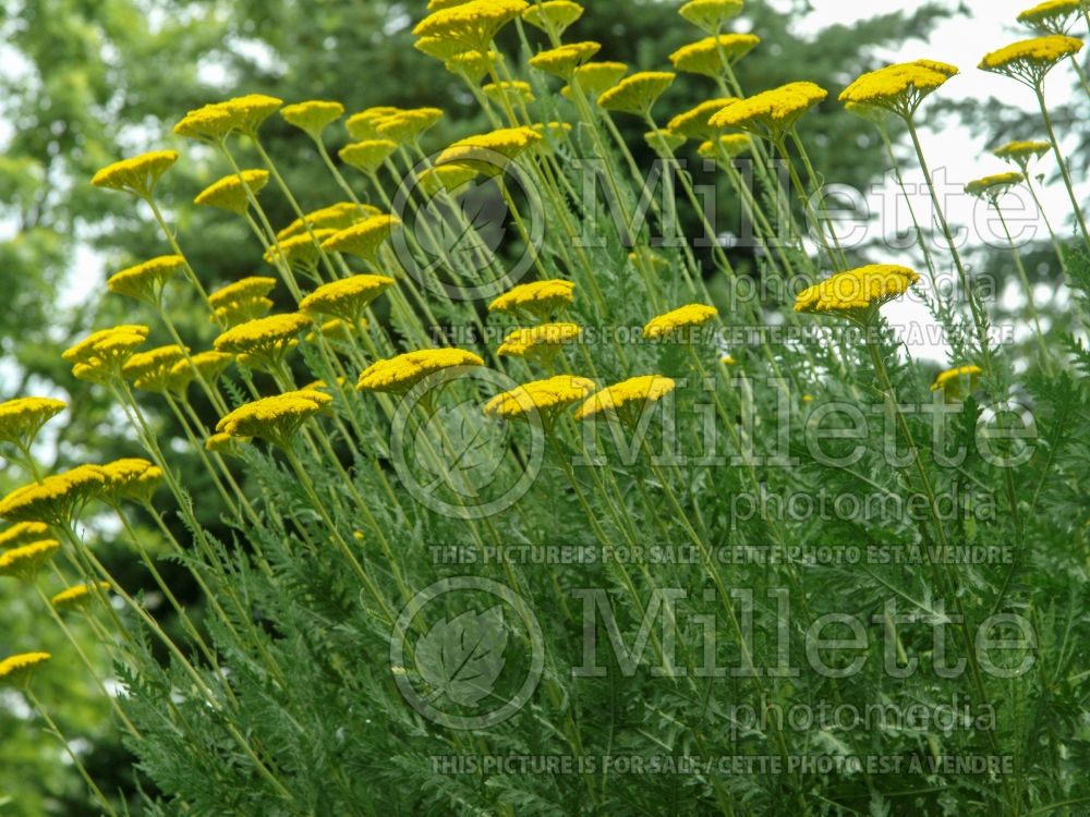 Achillea Parker's Variety (Yarrow) 2