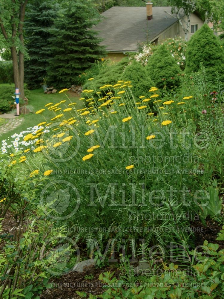 Achillea Parker's Variety (Yarrow) 3