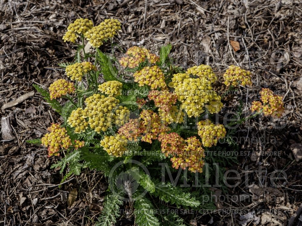 Achillea Milly Rock Yellow Terracotta (Yarrow) 1 