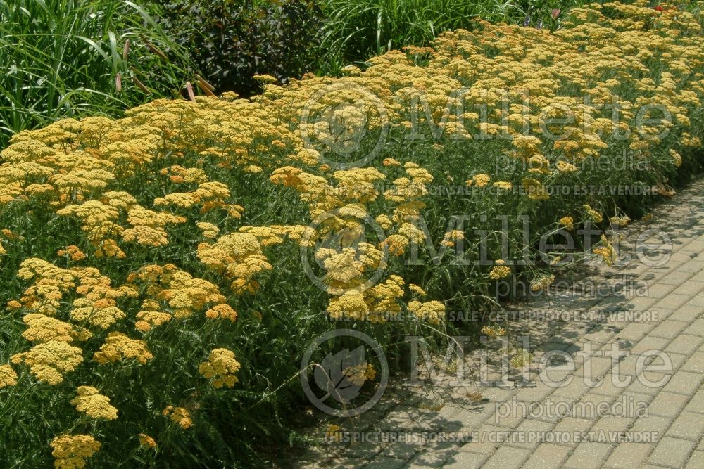 Achillea Terracotta aka Terra Cotta (Yarrow) 8