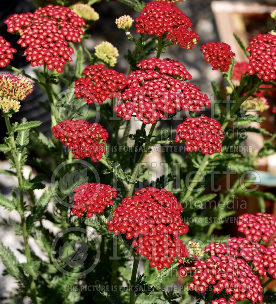 Achillea Sassy Summer Sangria (Yarrow) 2 