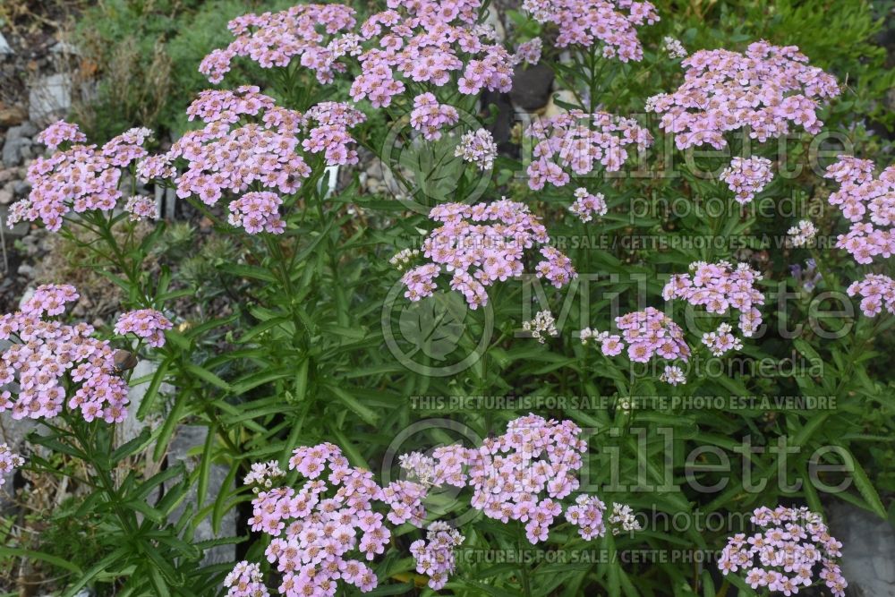 Achillea Love Parade (Siberian Yarrow) 2