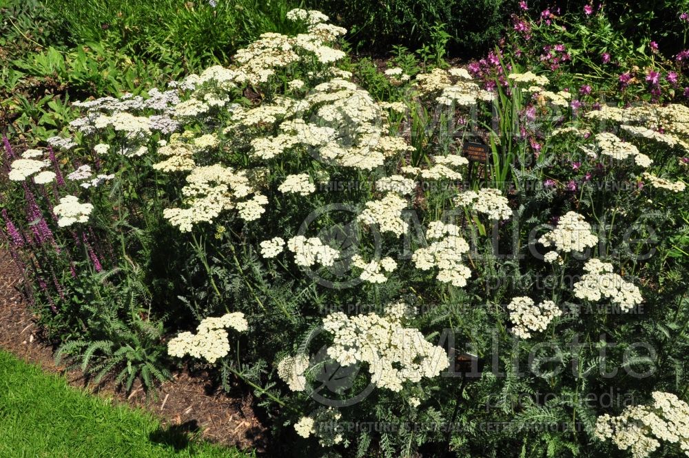 Achillea aegyptiaca taygetea (Greek Yarrow) 1