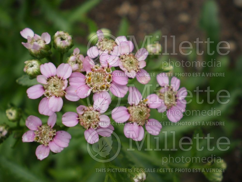 Achillea alpina (Yarrow) 1