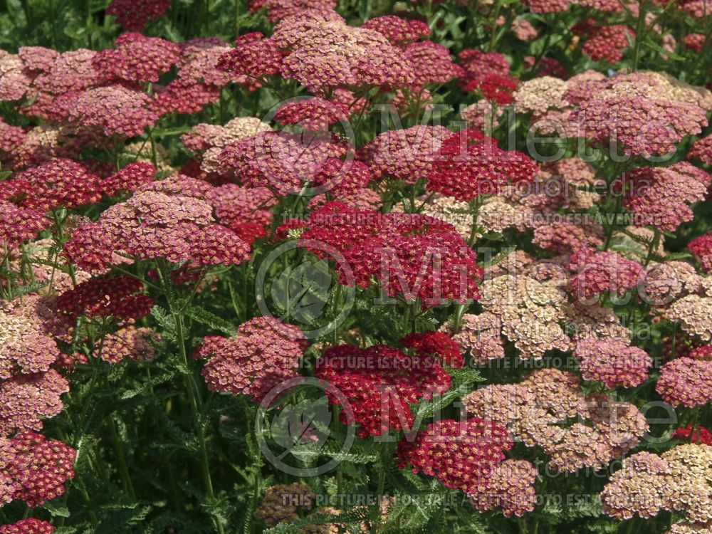 Achillea Angelique (Yarrow) 1 