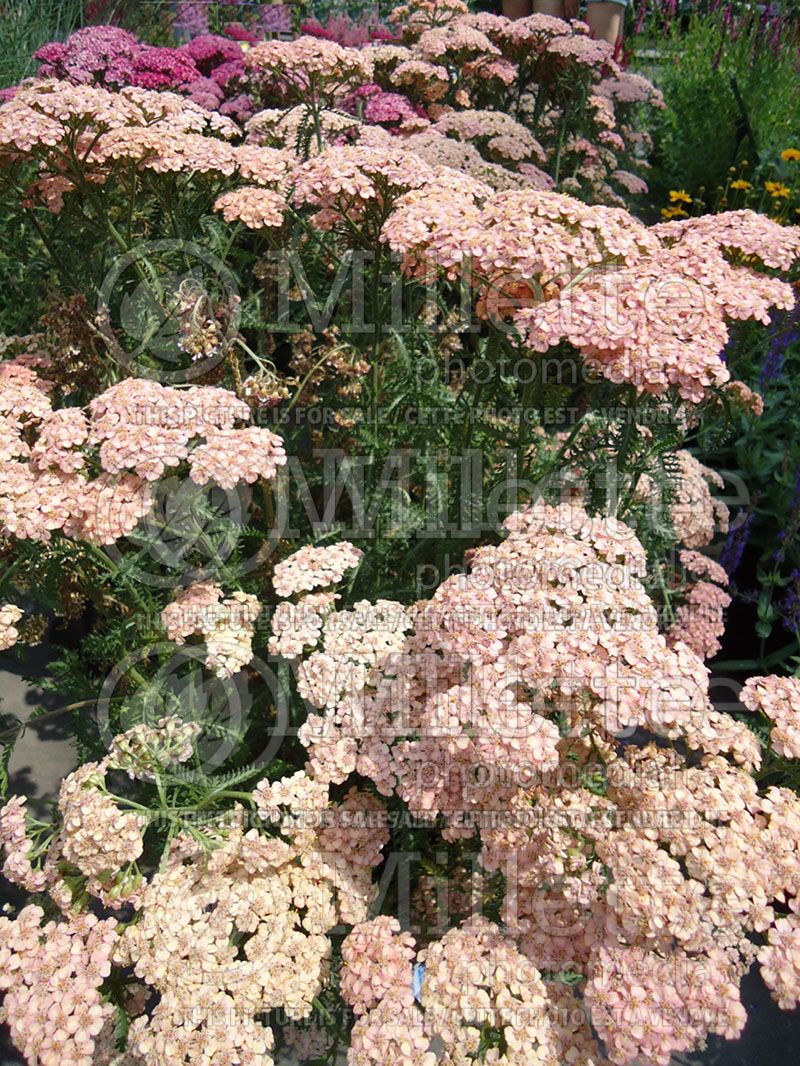 Achillea Apricot Delight (Yarrow)  3