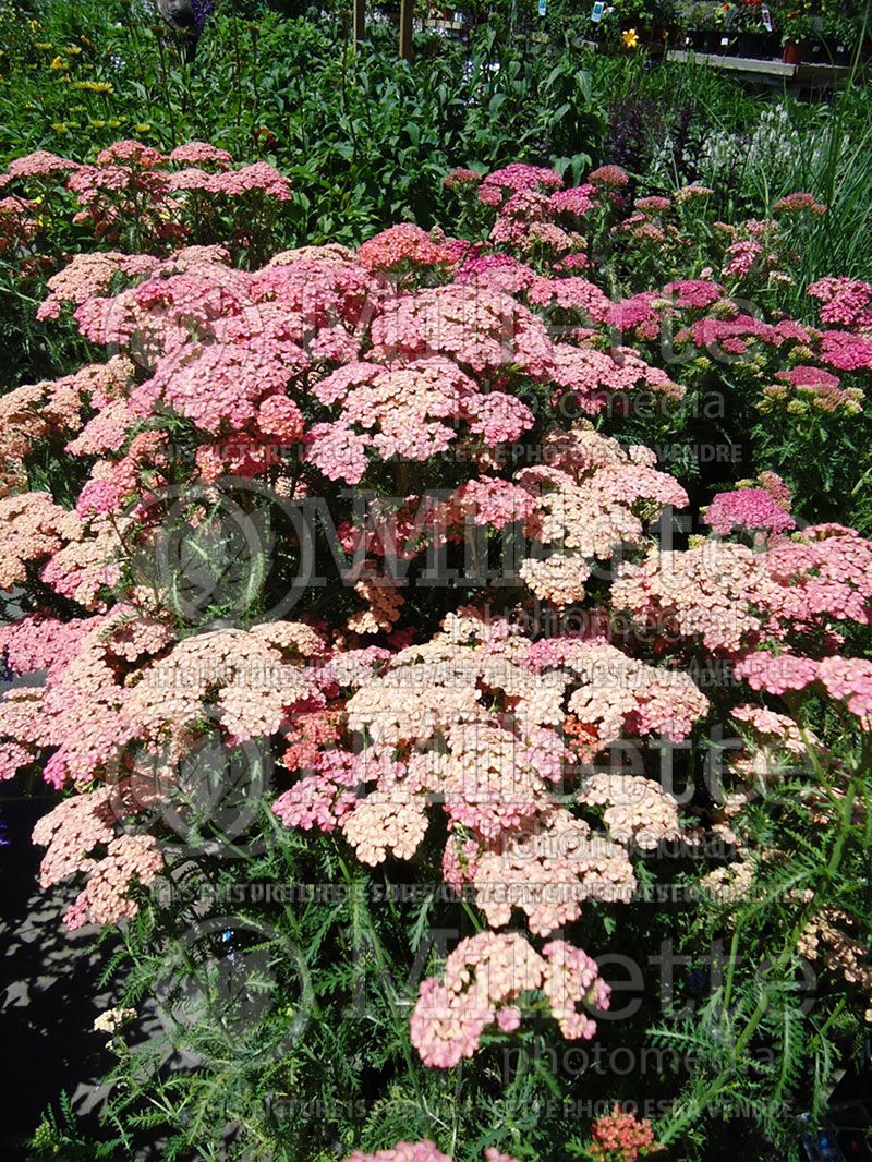 Achillea Apricot Delight (Yarrow)  2