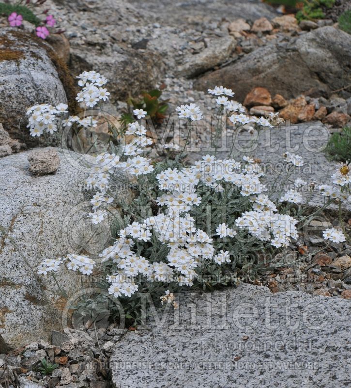 Achillea clavennae (Silvery Yarrow) 1 