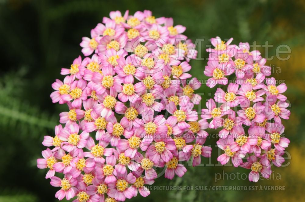 Achillea Desert Eve Deep Rose (Yarrow) 4 