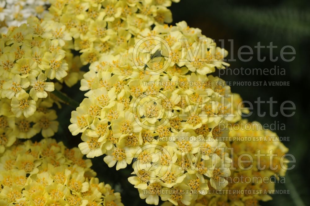 Achillea Desert Eve Light Yellow (Yarrow) 1 