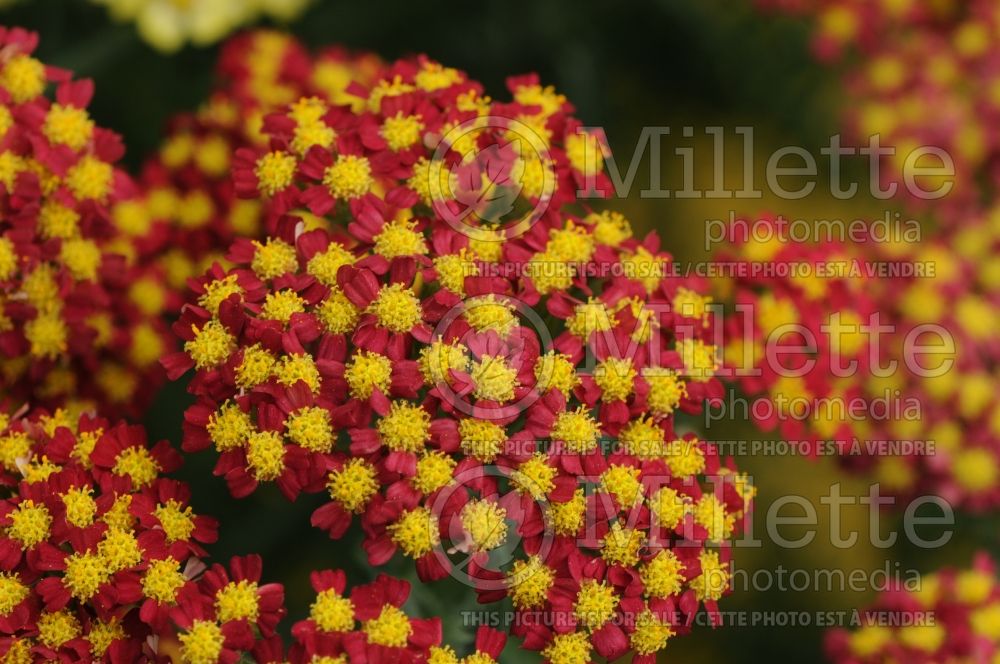 Achillea Desert Eve Red (Yarrow) 1 