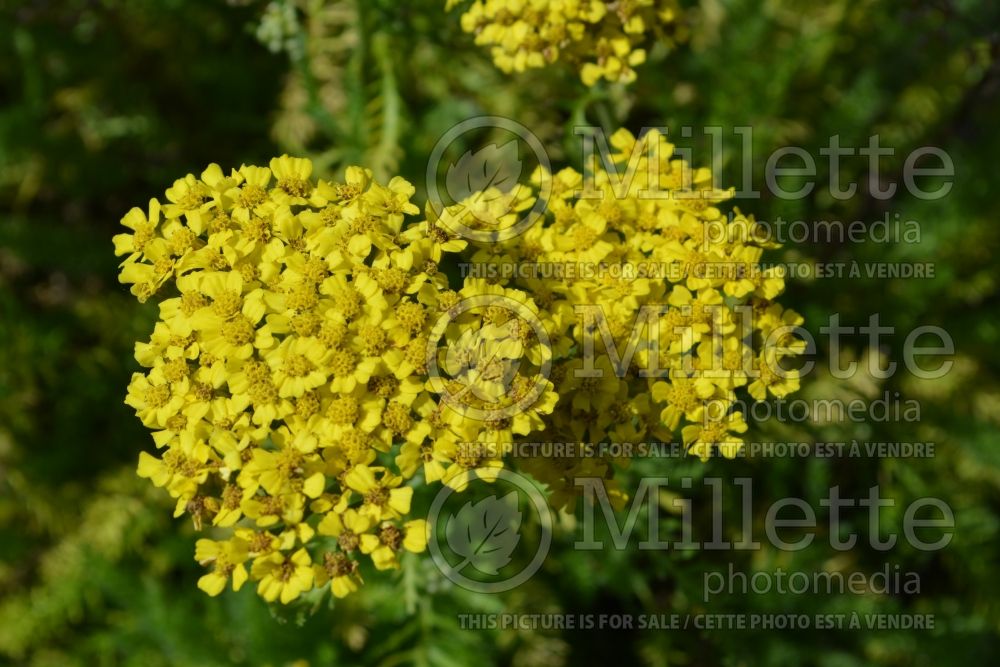 Achillea Desert Eve Yellow or Deysel (Sneezewort, Sneezeweed, Brideflower Yarrow) 1