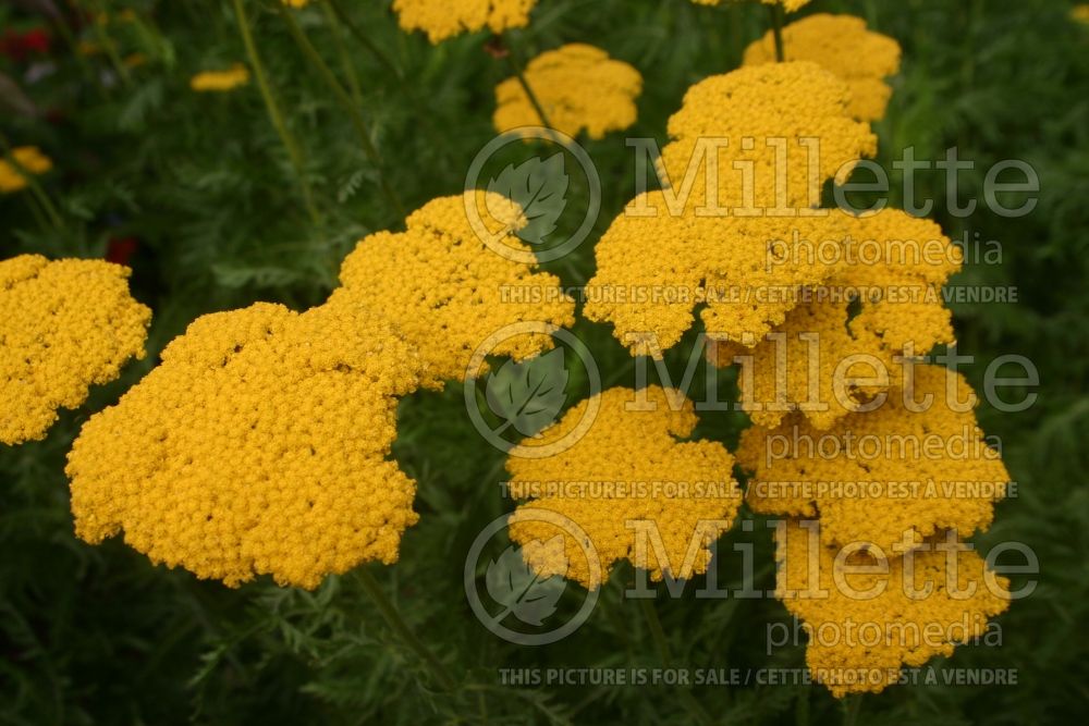 Achillea Coronation Gold (Yarrow) 1 