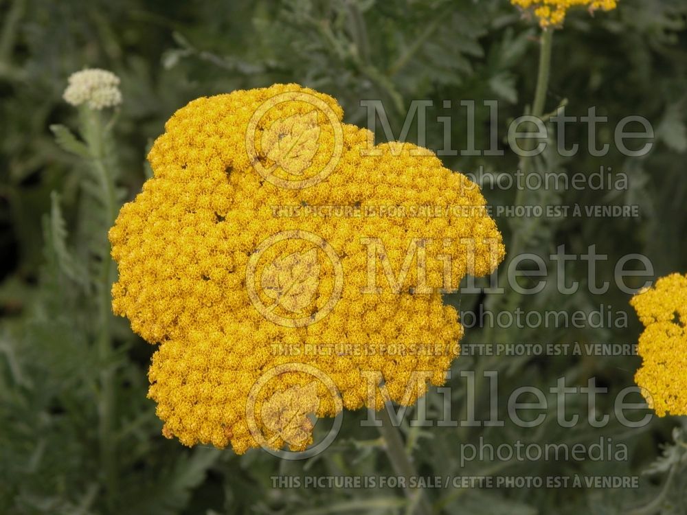 Achillea Gold Dust (Yarrow) 1