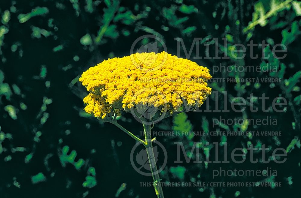 Achillea Gold Plate (Sneezewort, Sneezeweed, Brideflower Yarrow) 3