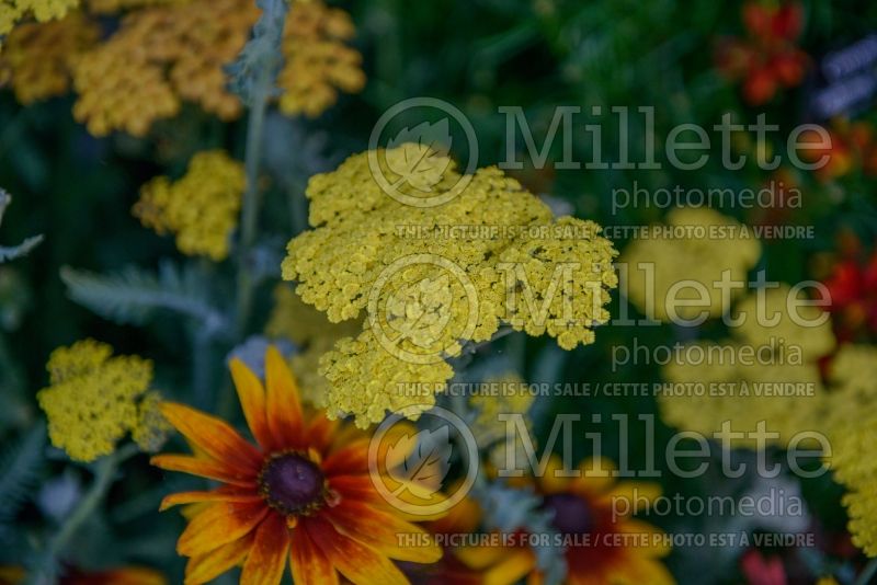 Achillea Moonshine (Yarrow) 8 