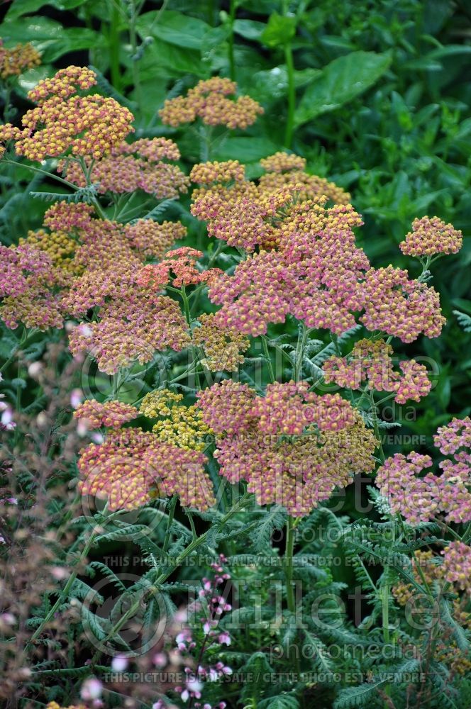 Achillea Walther Funcke (Yarrow) 3