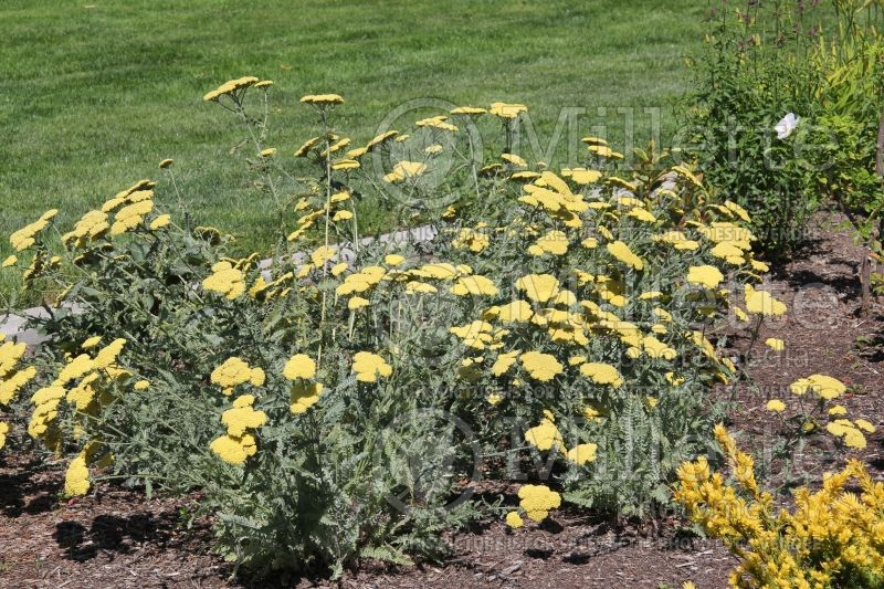 Achillea Moonshine (Yarrow) 5 