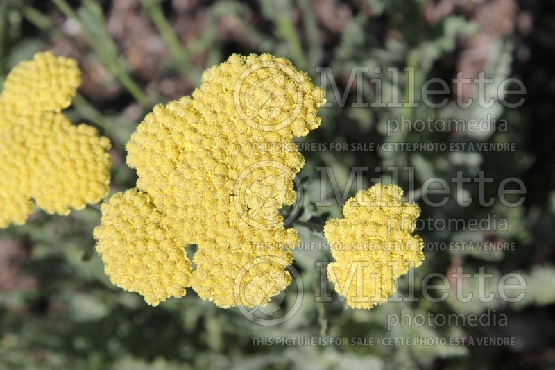 Achillea Moonshine (Yarrow) 6 