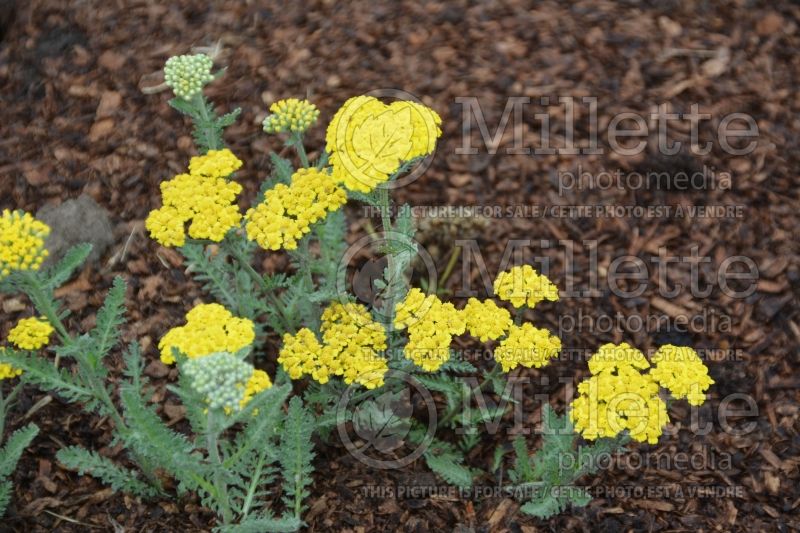 Achillea Little Moonshine (Yarrow) 1 