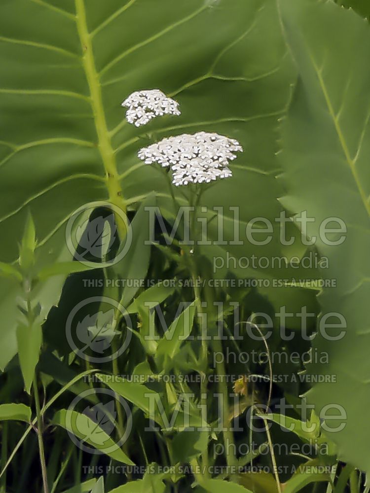 Achillea millefolium (Common Yarrow) 10 