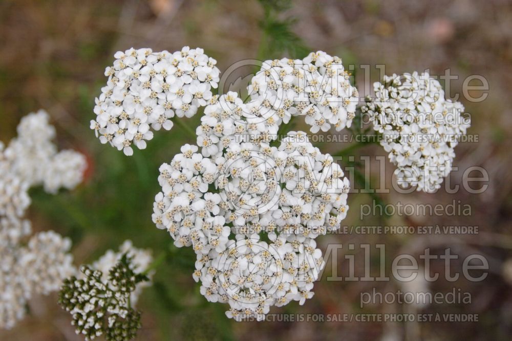 Achillea millefolium (Common Yarrow) 1 