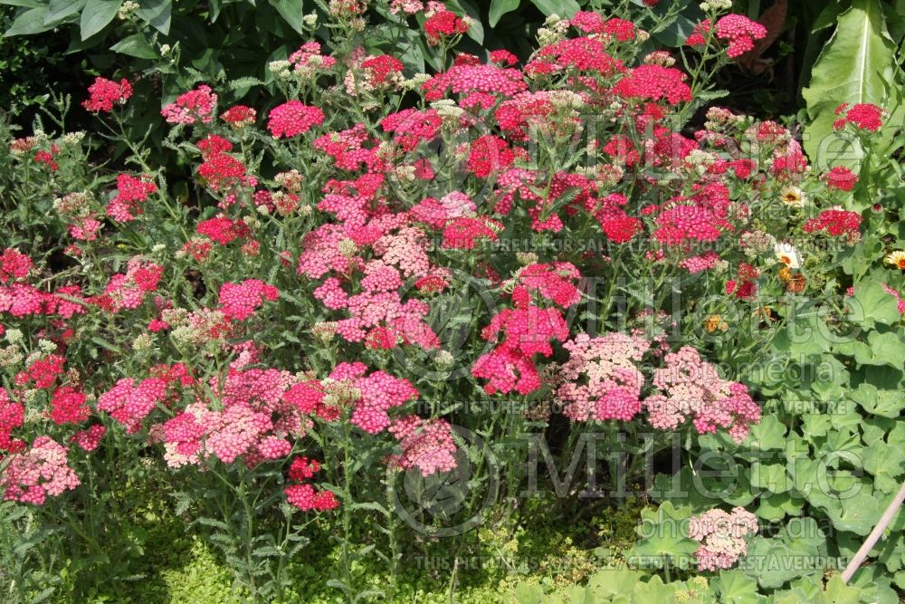 Achillea Angelique (Yarrow) 3 