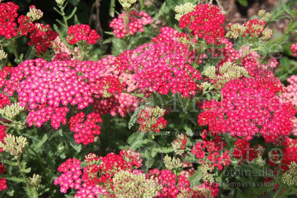 Achillea Angelique (Yarrow) 2 