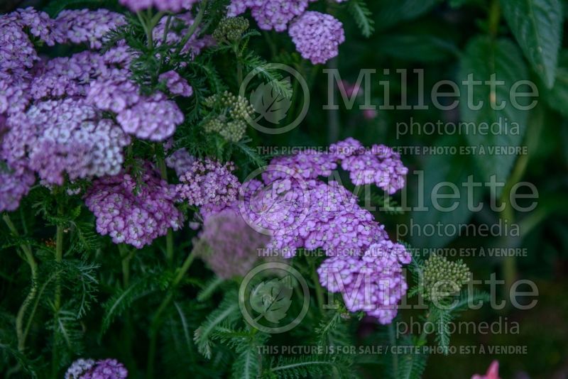 Achillea Apple Blossom or Appleblossom (Yarrow) 1 