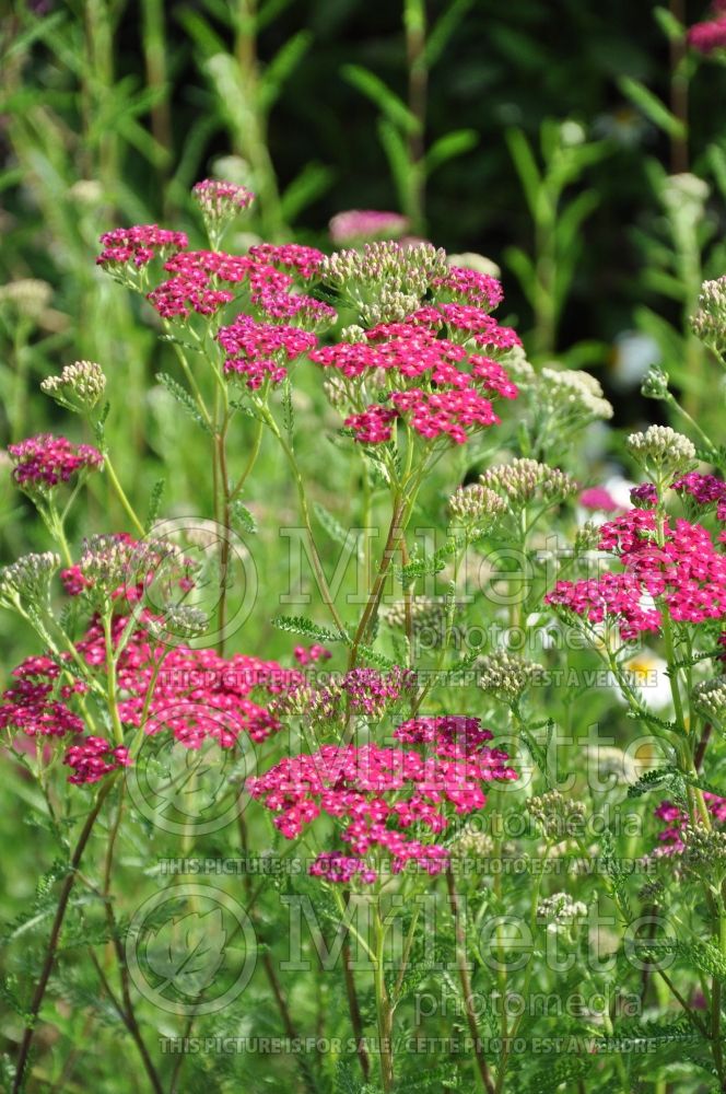 Achillea Bloodstone (Sneezewort, Sneezeweed, Brideflower Yarrow) 1