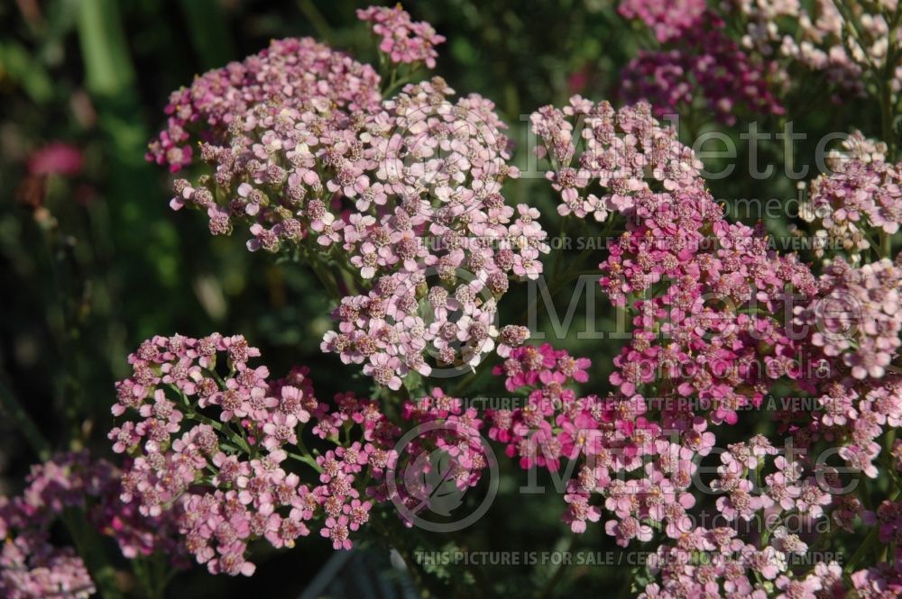 Achillea Cerise Queen (Yarrow) 1