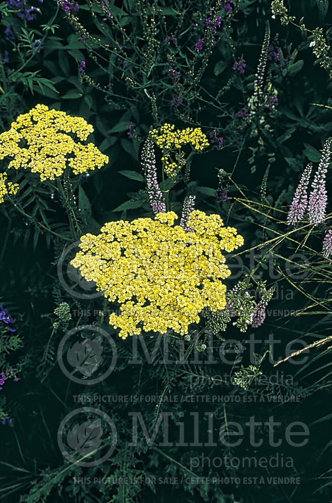 Achillea Credo (Yarrow) 2 