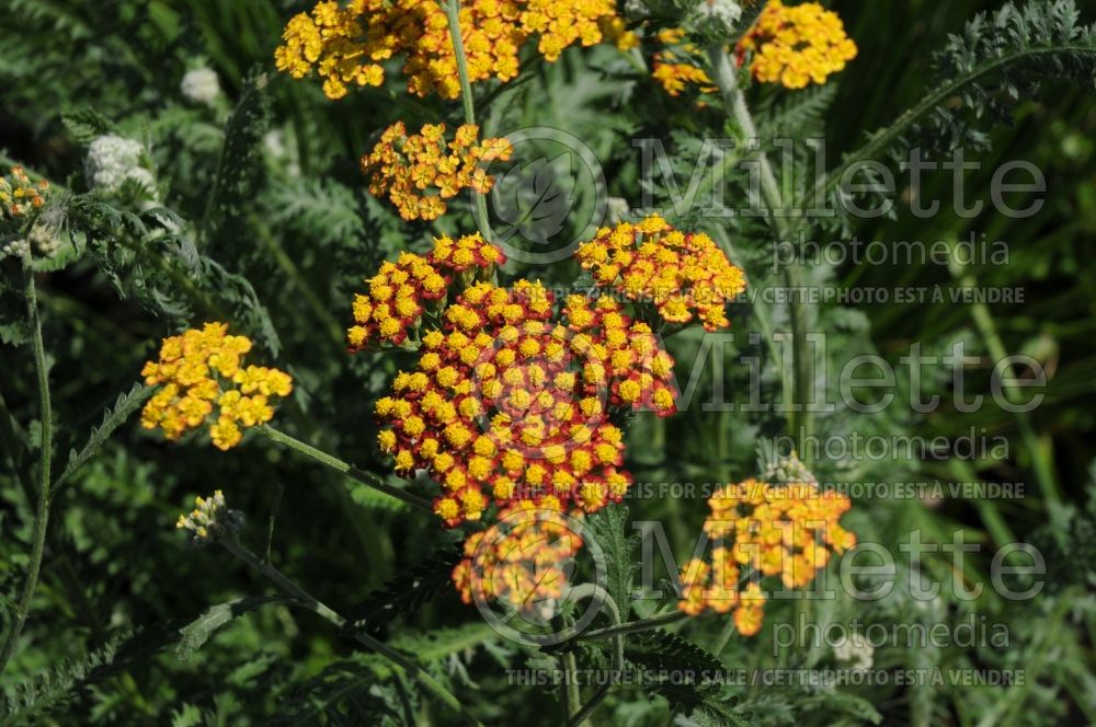 Achillea Fireland aka Feuerland  (Yarrow) 1