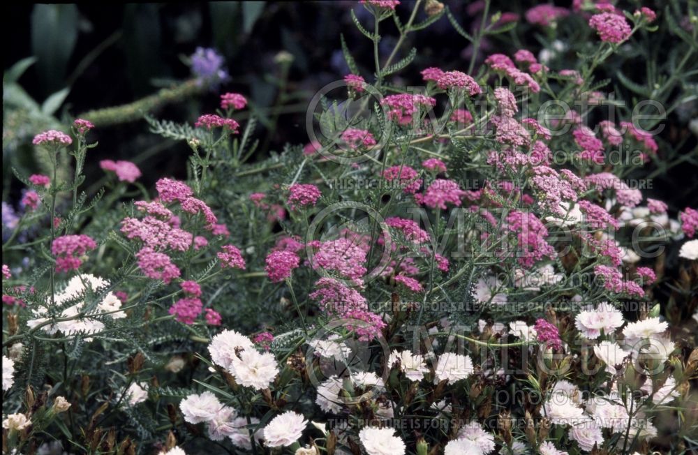 Achillea millefolium Heidi (Yarrow) 1 