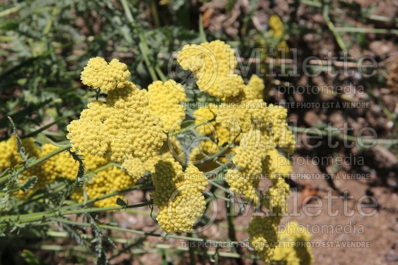 Achillea Inca Gold (Greek Yarrow) 2