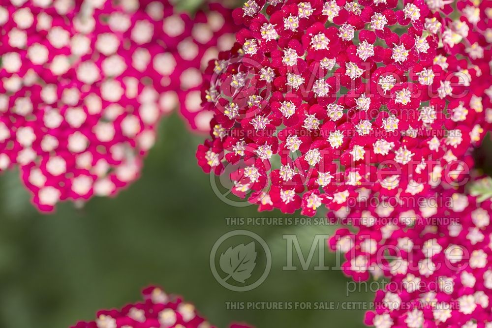 Achillea Laura (Yarrow) 1 