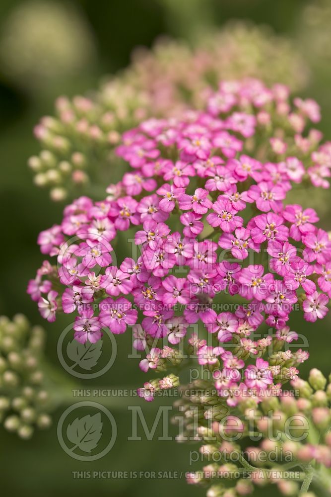 Achillea Little Susie (Greek Yarrow) 1