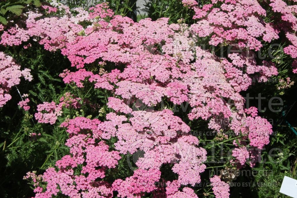 Achillea Little Susie (Yarrow) 2