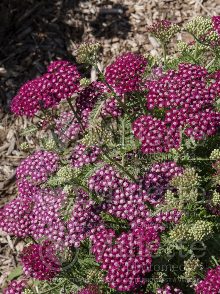 Achillea New Vintage Violet (Yarrow) 2 