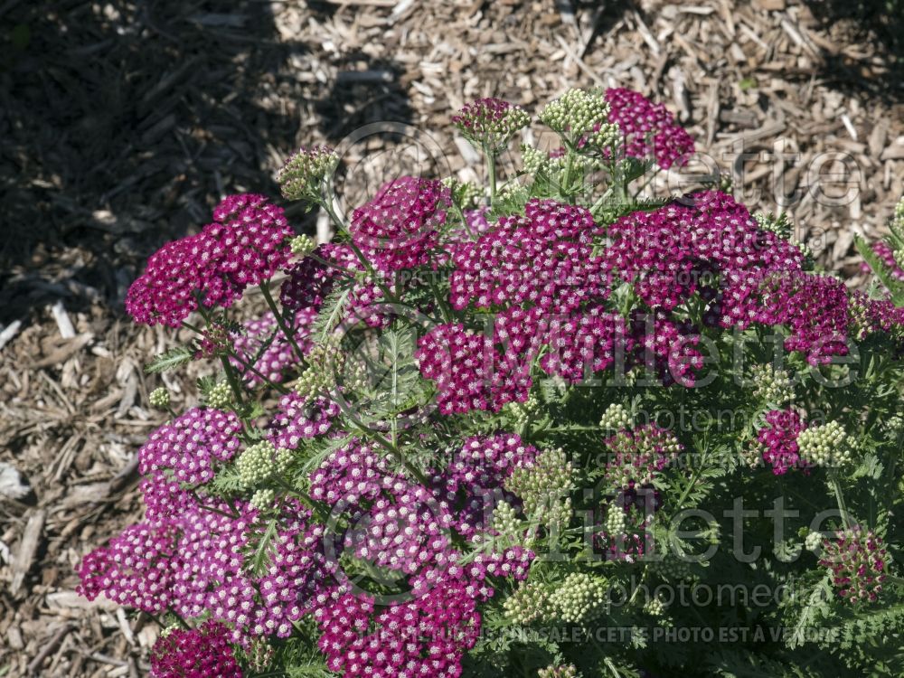 Achillea New Vintage Violet (Yarrow) 3 