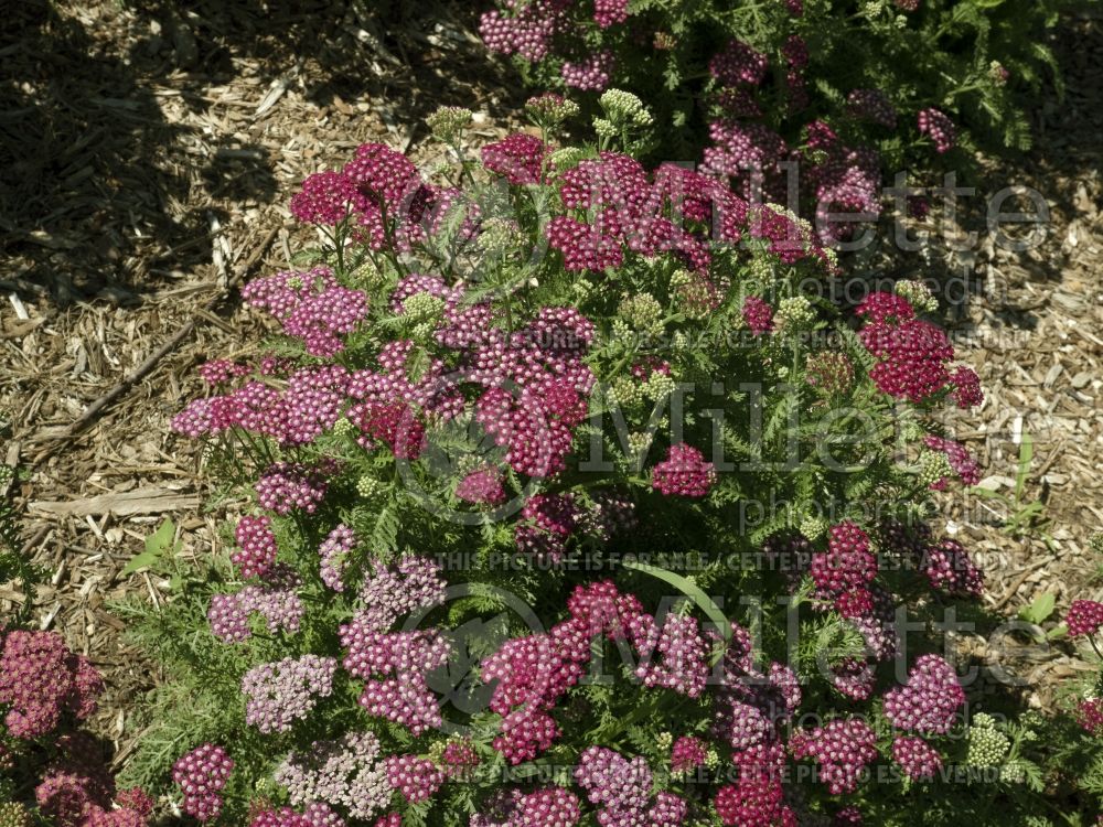 Achillea New Vintage Violet (Yarrow) 4 