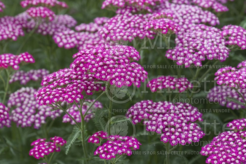 Achillea New Vintage Violet (Yarrow) 1 